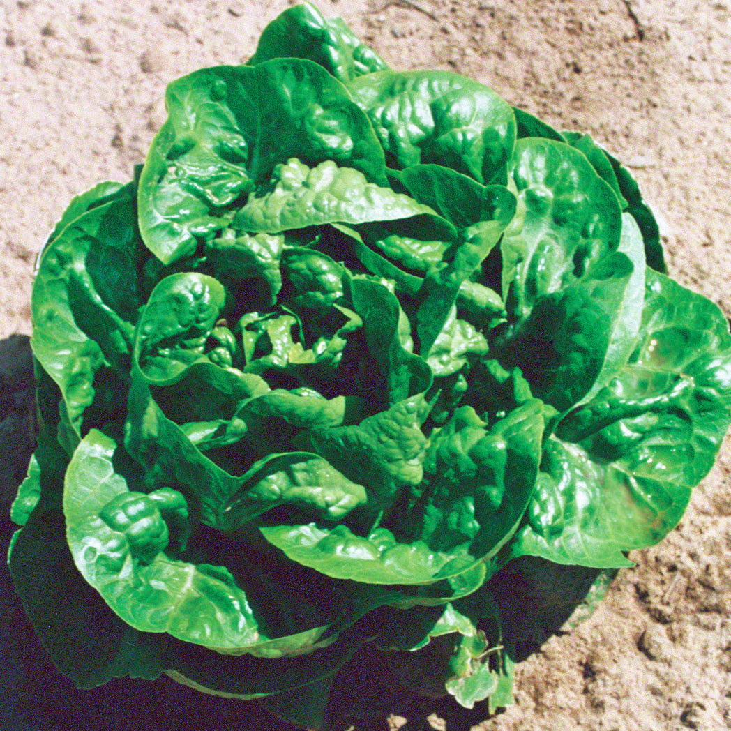 Buttercrunch Untreated Lettuce