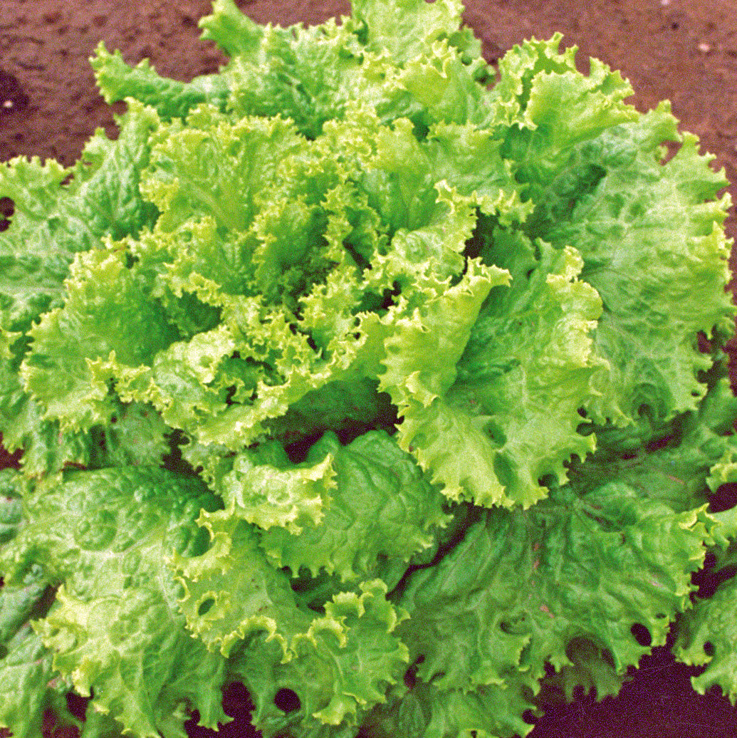 Grand Rapids TBR Untreated Lettuce
