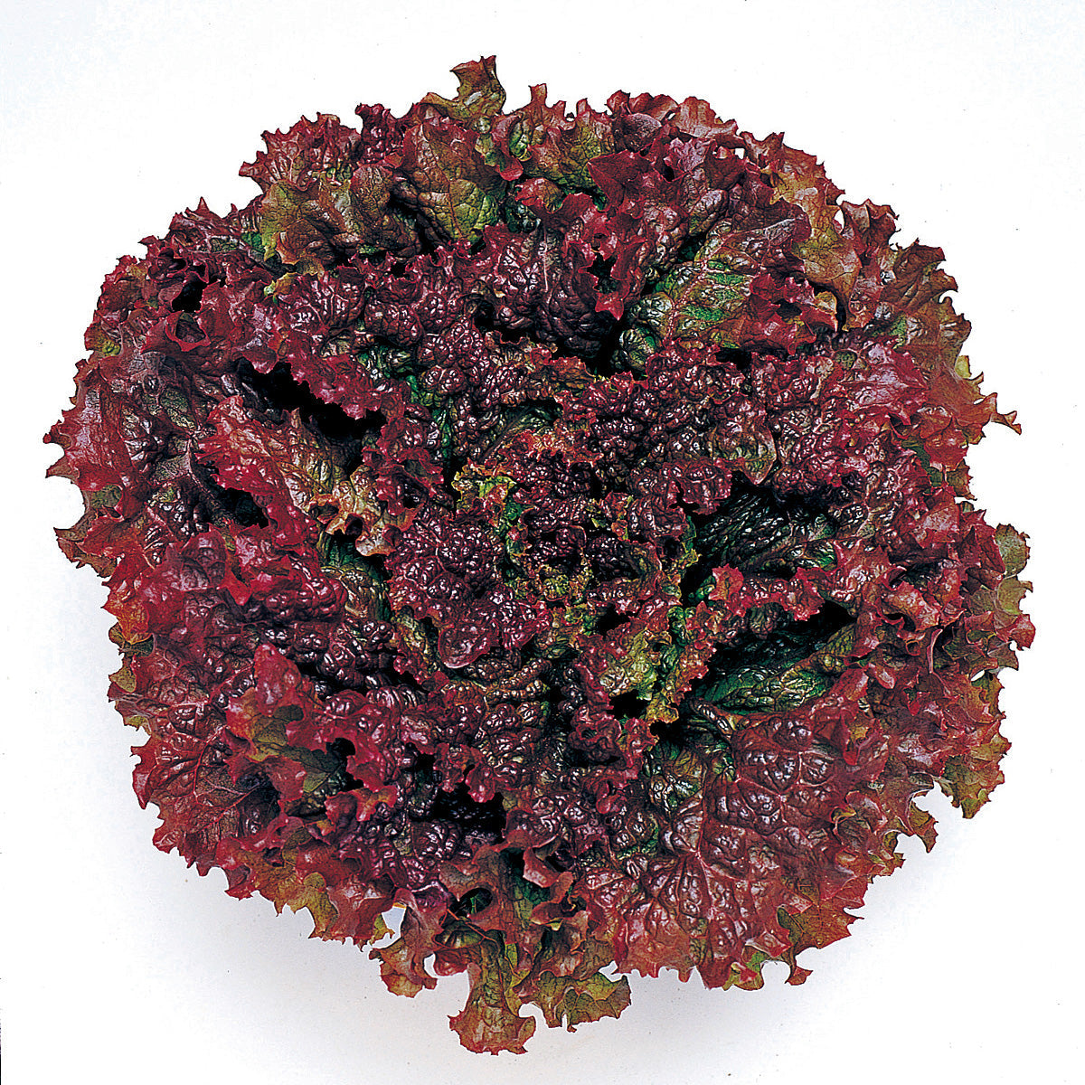 New Red Fire M.I. Pelleted Lettuce