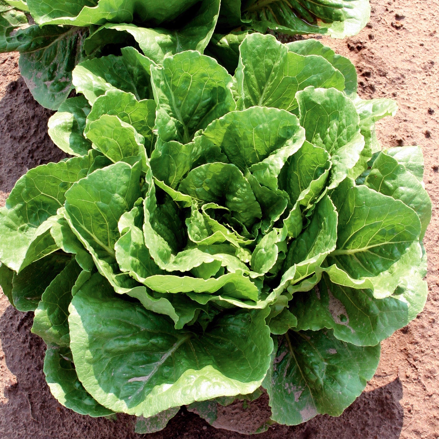 Green Towers M.I. Pelleted Lettuce