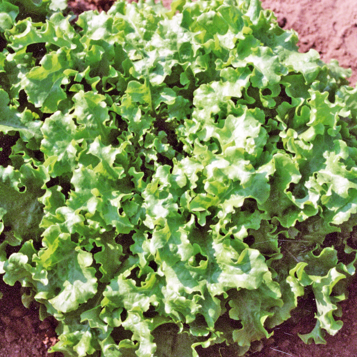 Green Salad Bowl Untreated Lettuce