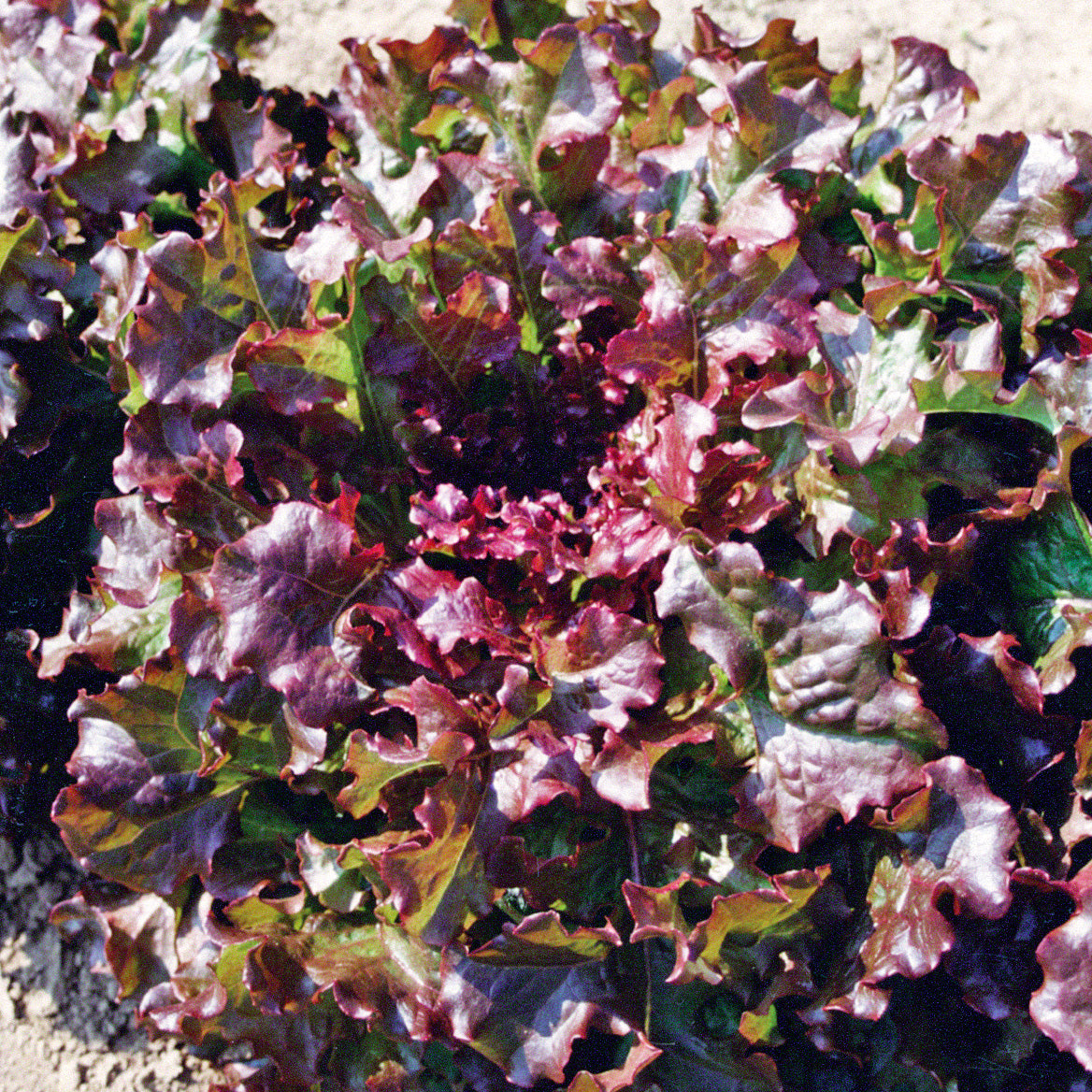 Red Salad Bowl Untreated Lettuce