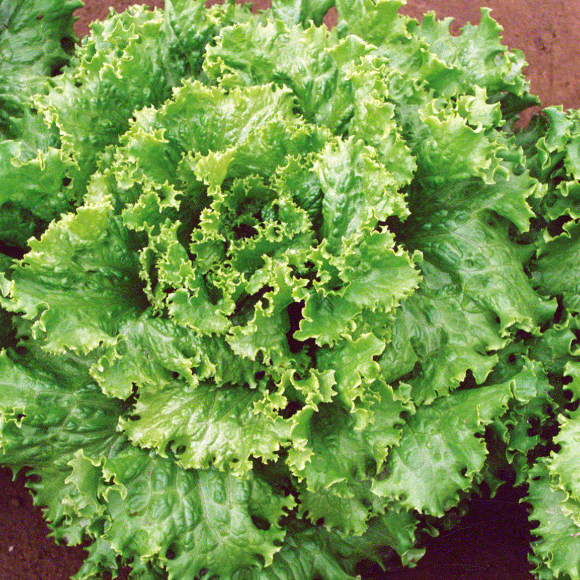 Two Star M.I.  Pelleted Lettuce