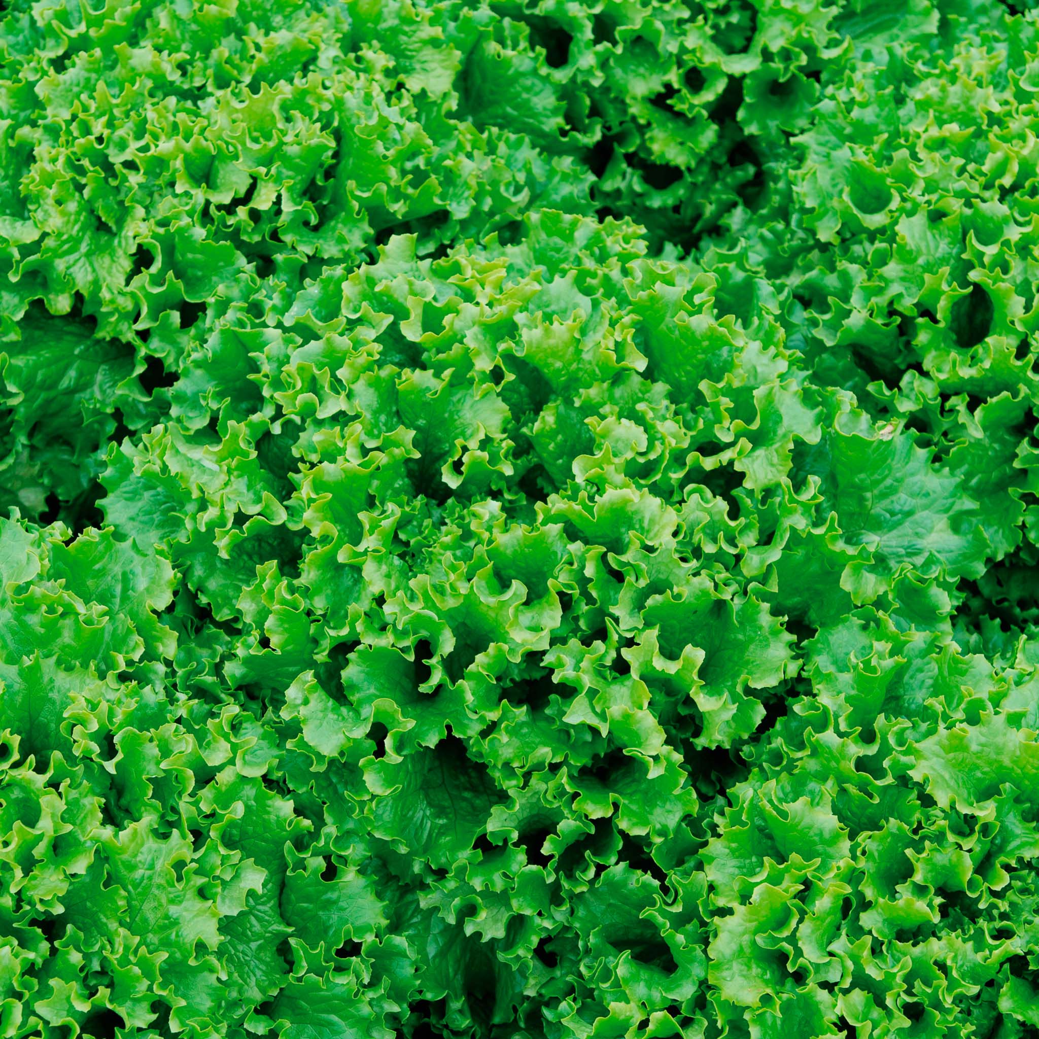 Bergam's Green M.I. Pelleted Greenleaf Lettuce