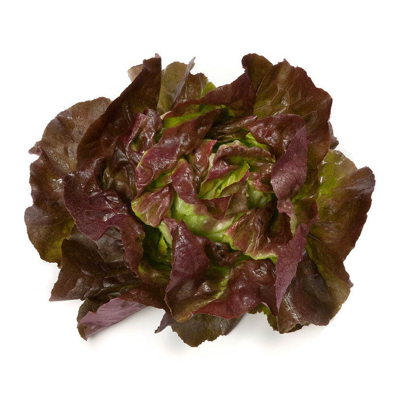 Skyphos M.I. Pelleted Lettuce