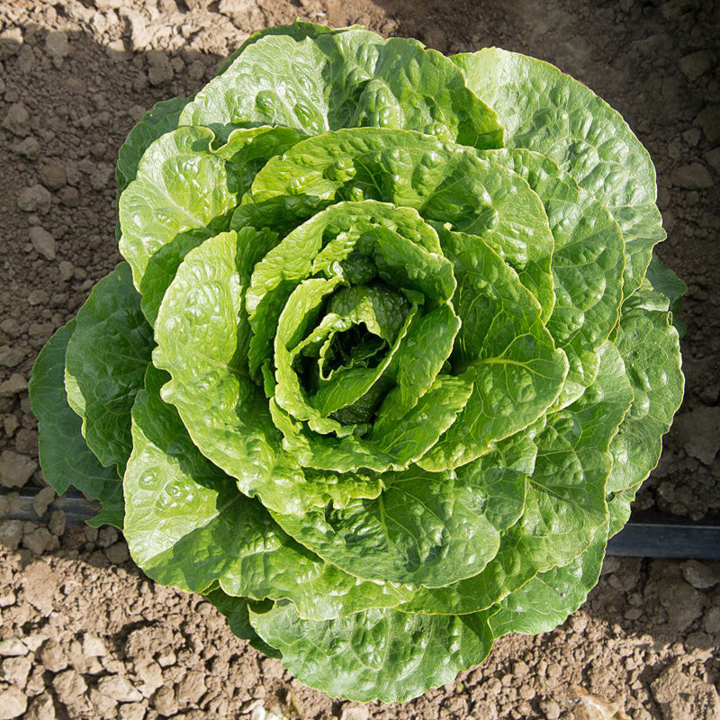 Arroyo Pelleted Romaine Green Lettuce