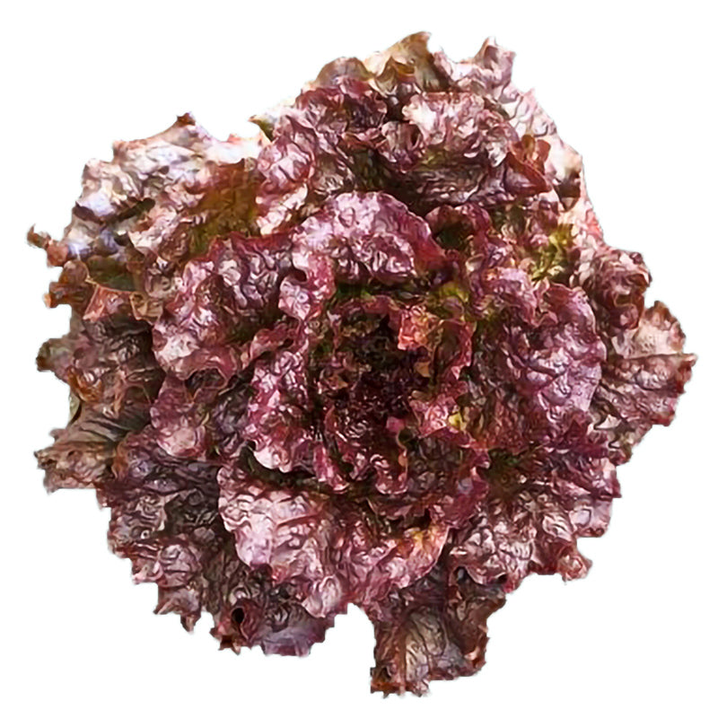 Red Express MI Lettuce Seeds – Untreated Seed | Stokes Seeds – Stokes ...