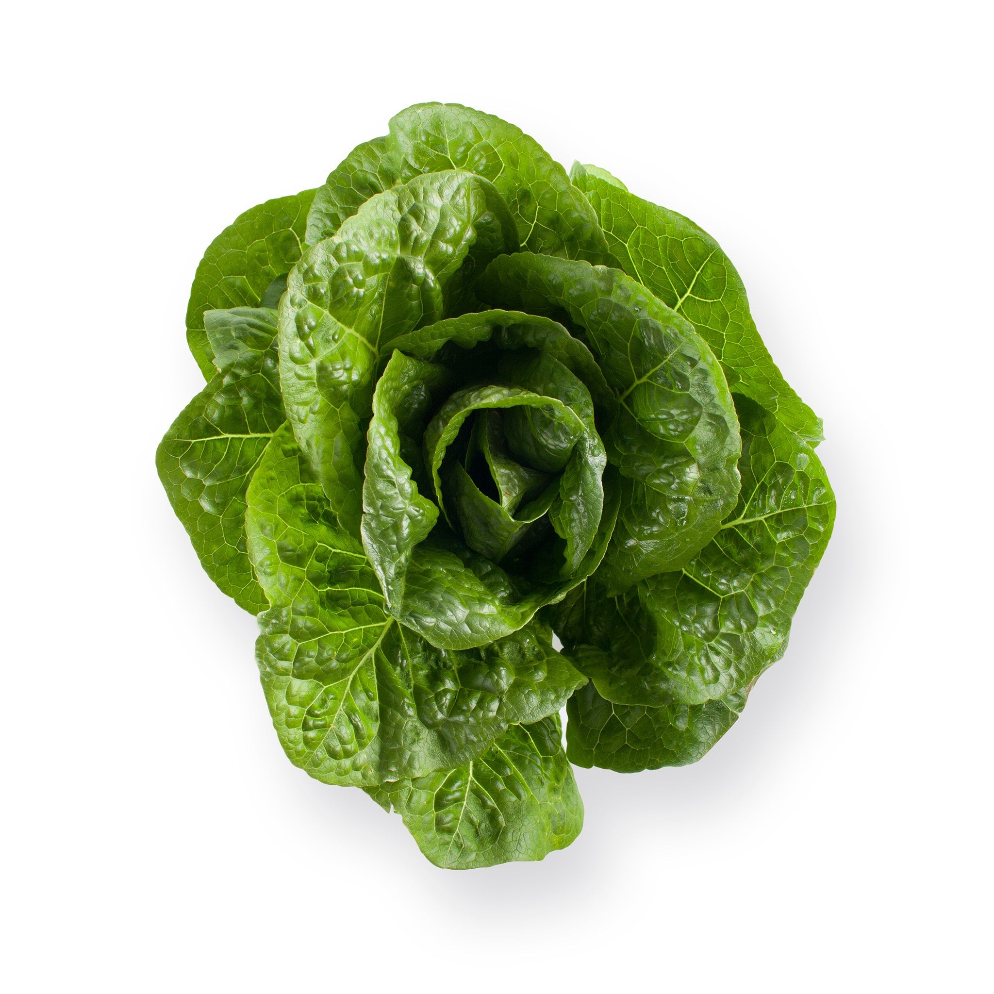 Salvius RZ Pelleted Primed Lettuce