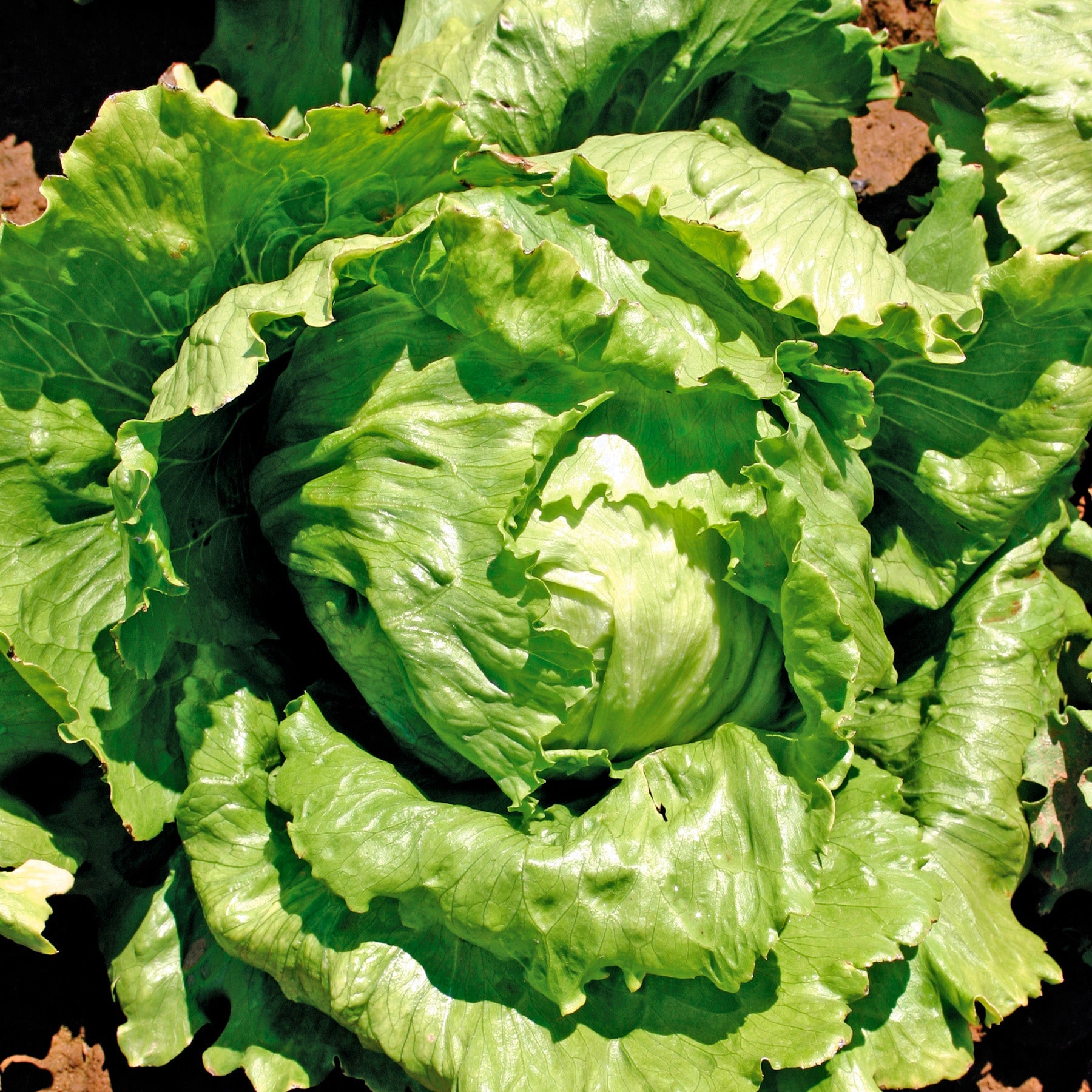 Mighty Joe M.I. Untreated Pelleted Lettuce