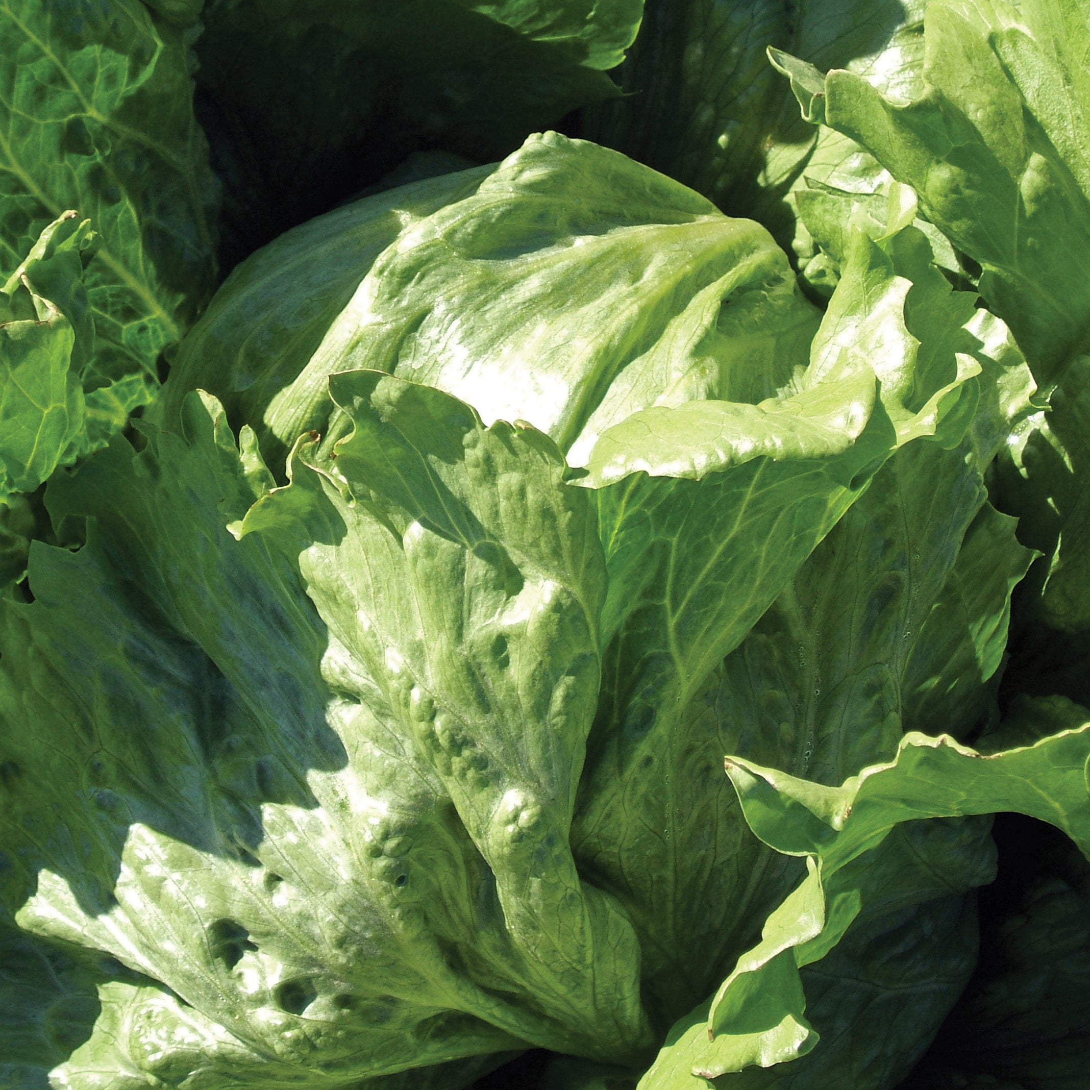 Caretaker Mi. Pelleted Lettuce