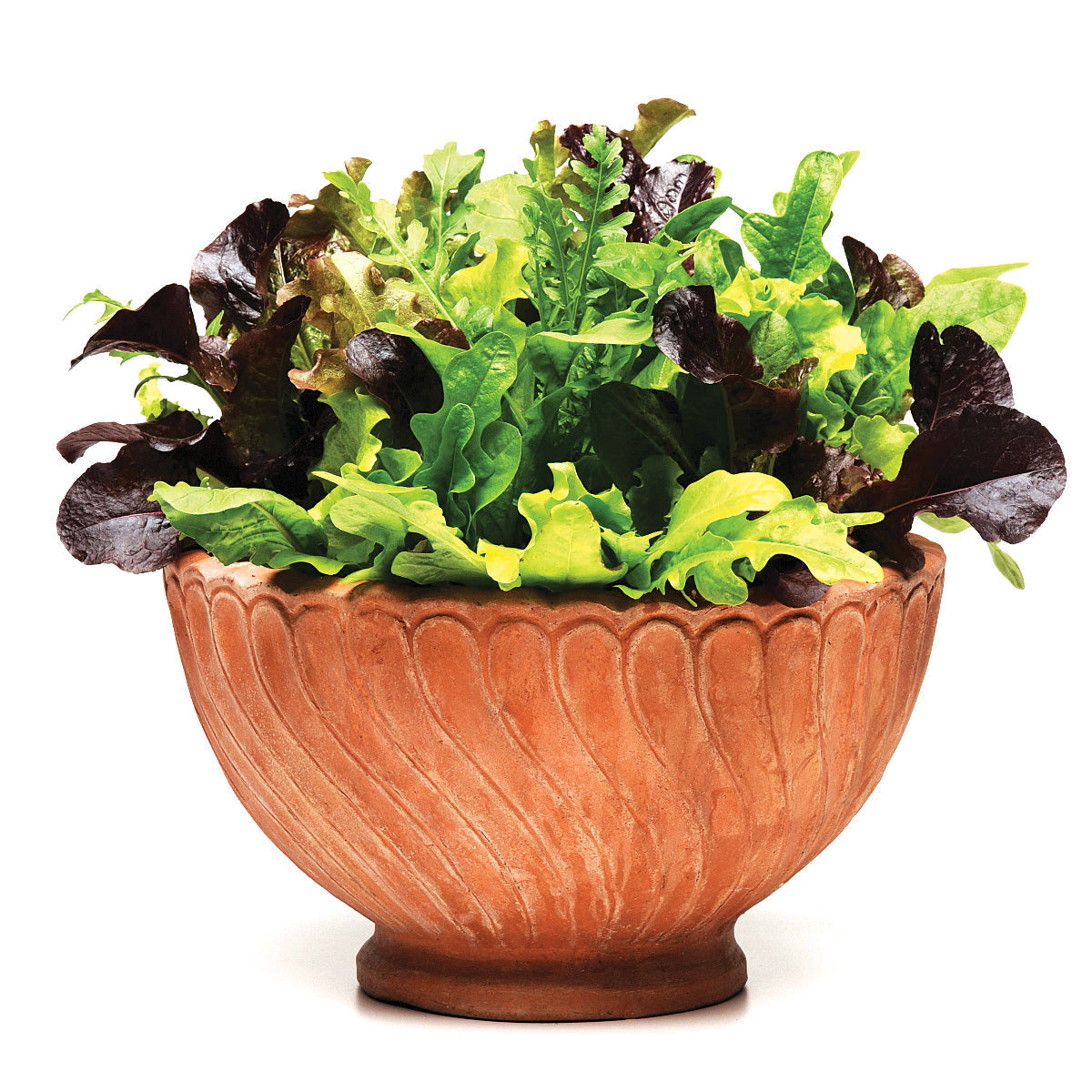 Simply Salad Alfresco Mix Multi-Pellet Multi-Species Untreated Lettuce