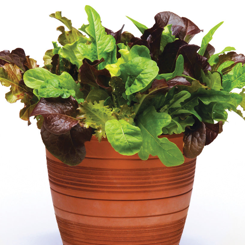 Simply Salad City Garden Mix Multi-Pellet Multi-Species Untreated Lettuce