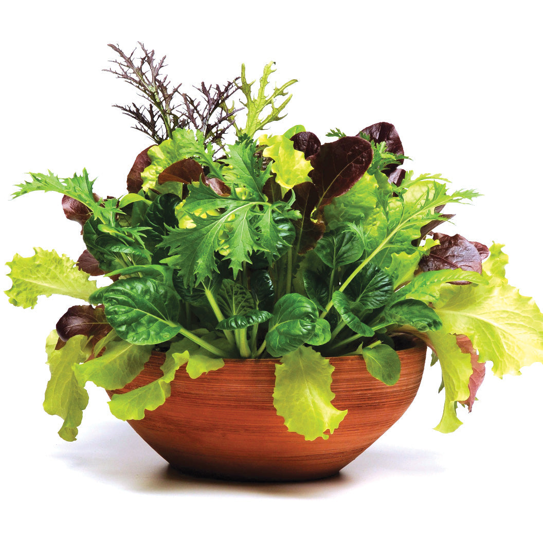 Simply Salad Global Gourmet Mix Multi-Pellet Multi-Species Untreated  Lettuce