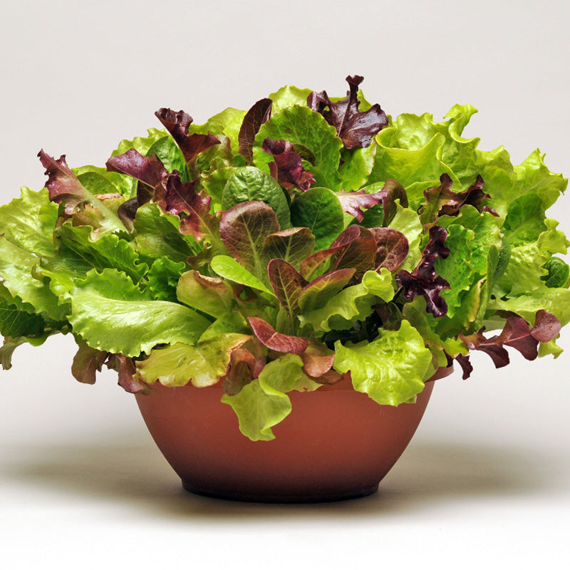 Simply Salad Summer Picnic Mix Multi-Pellet Multi-Species Untreated Lettuce