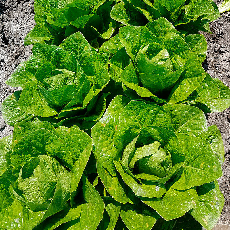 Vicious Pelleted Untreated Lettuce