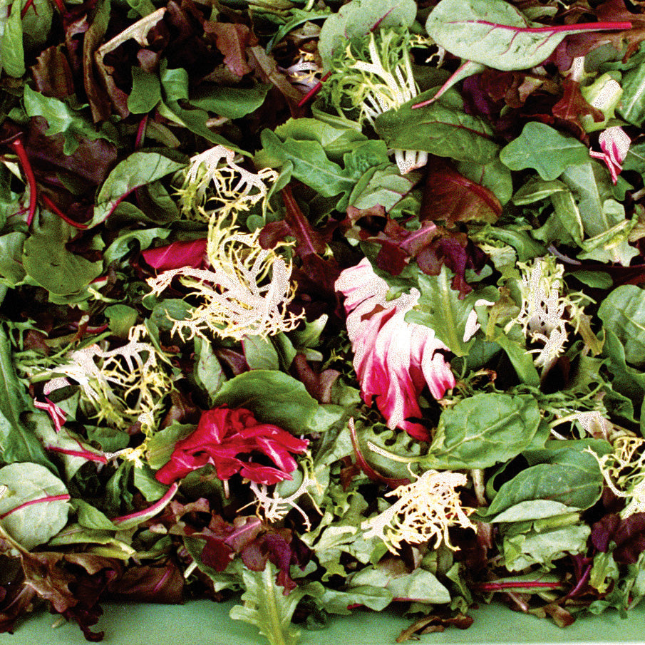 Mild Mesclun Mix Lettuce