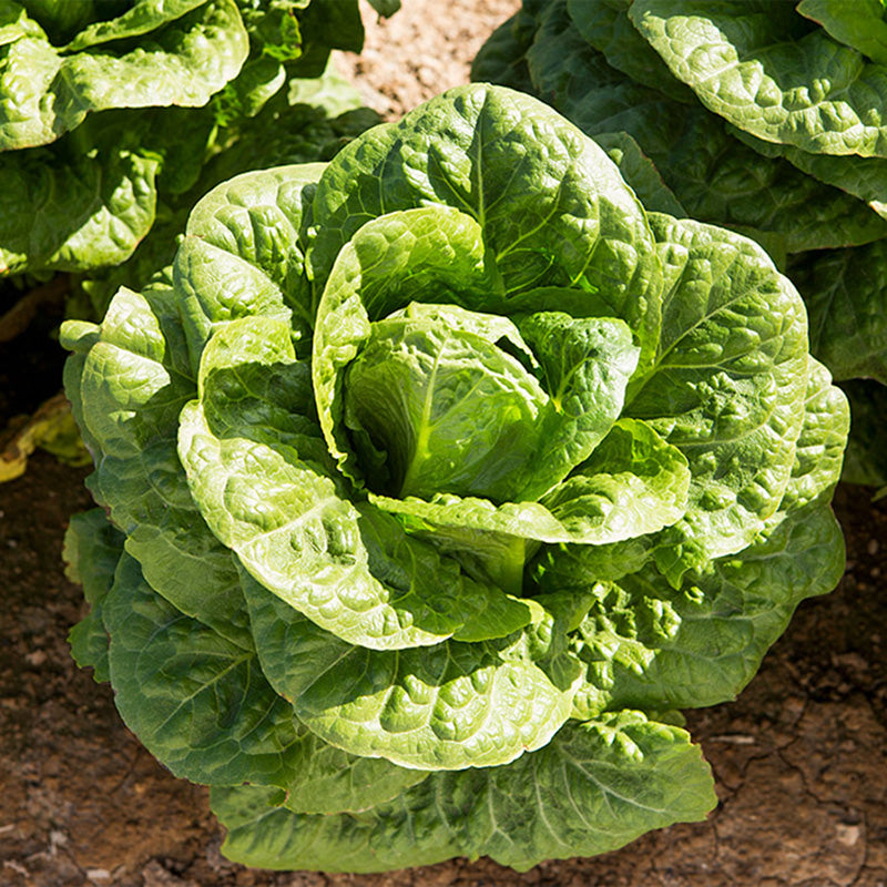 Devils Rictus Rictus Lettuce Seeds – Pelleted for Precision | Stokes Seeds – Stokes ...