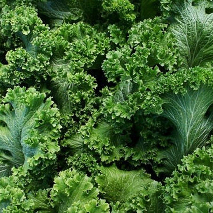 Southern Giant Curled Mustard Greens