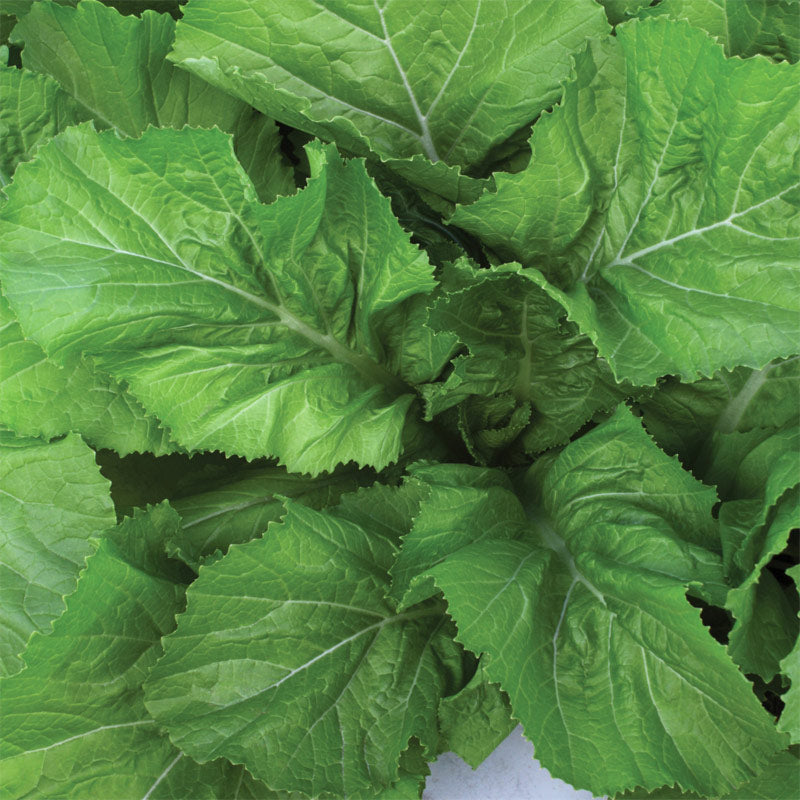 Florida Broadleaf Untreated Mustard Greens