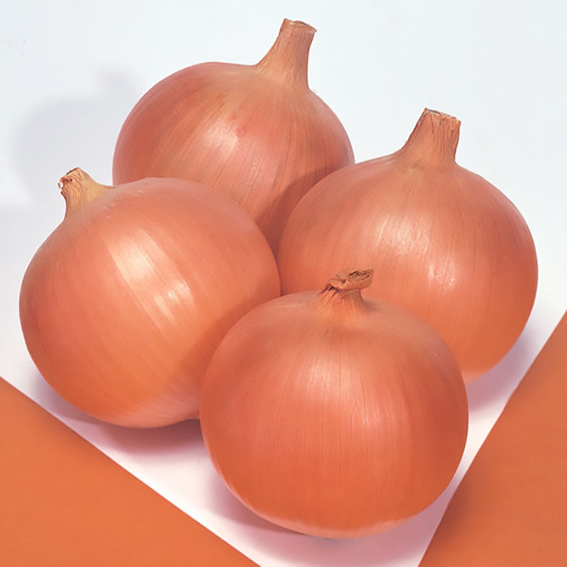 Frontier Onion Hybrid