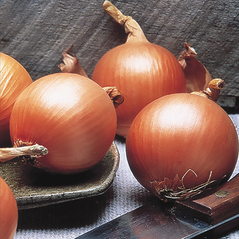 Fortress Onion Hybrid