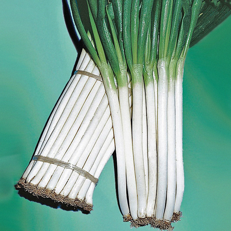 Ishikura Bunching Onion