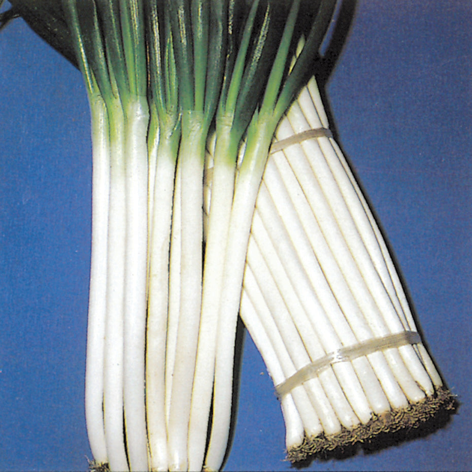 Feast Bunching Onion