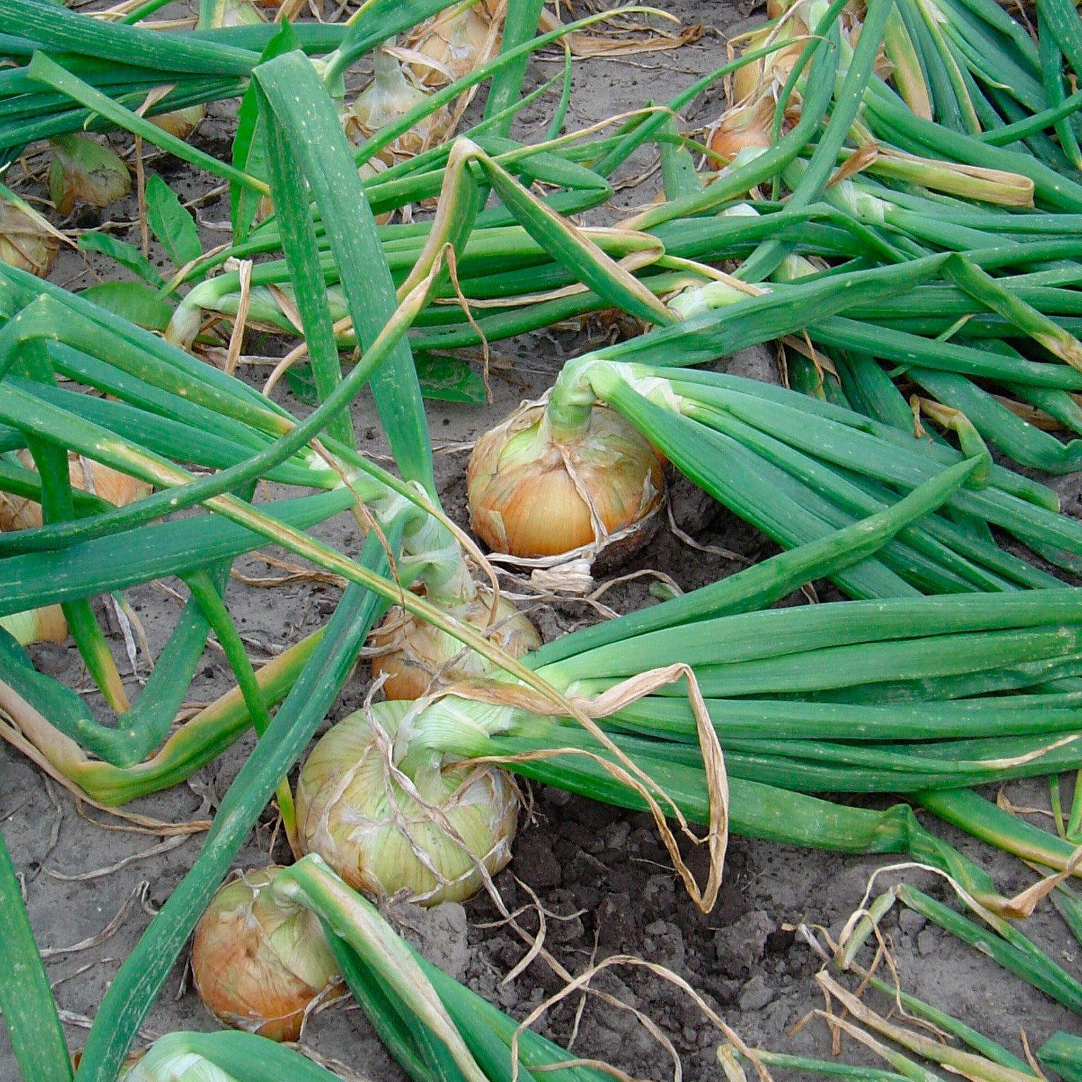 Ranchero Onion Hybrid