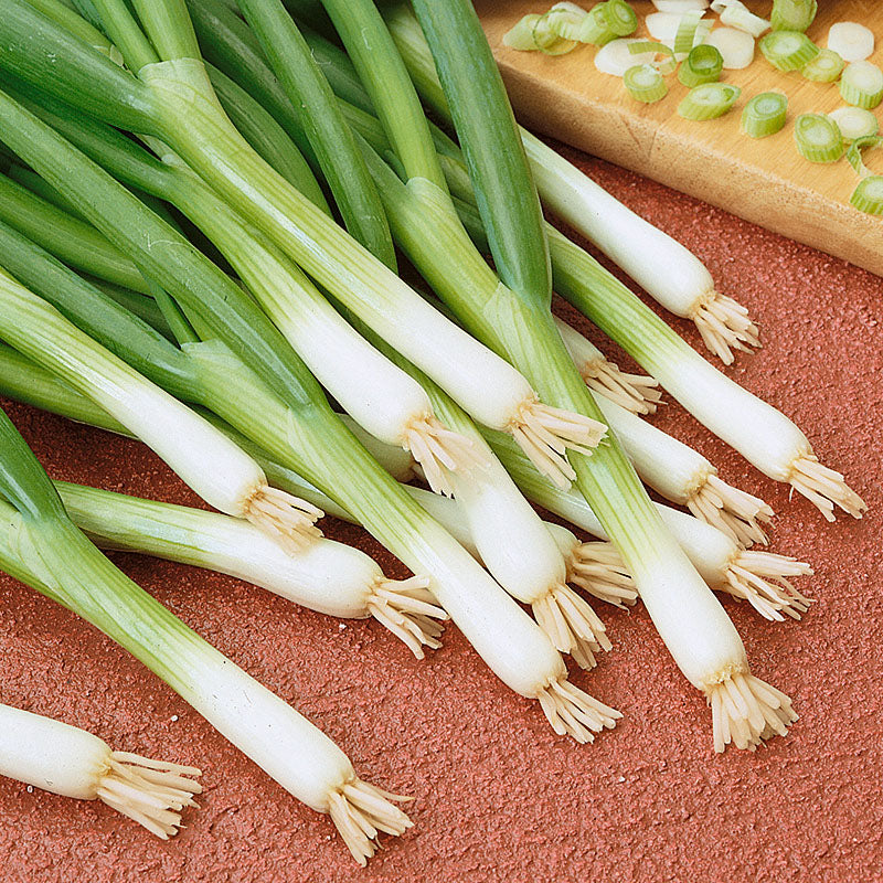 Evergreen White Nebuka Bunching Onion
