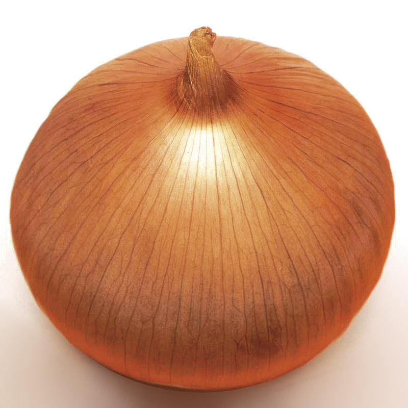 Highlander Onion Hybrid