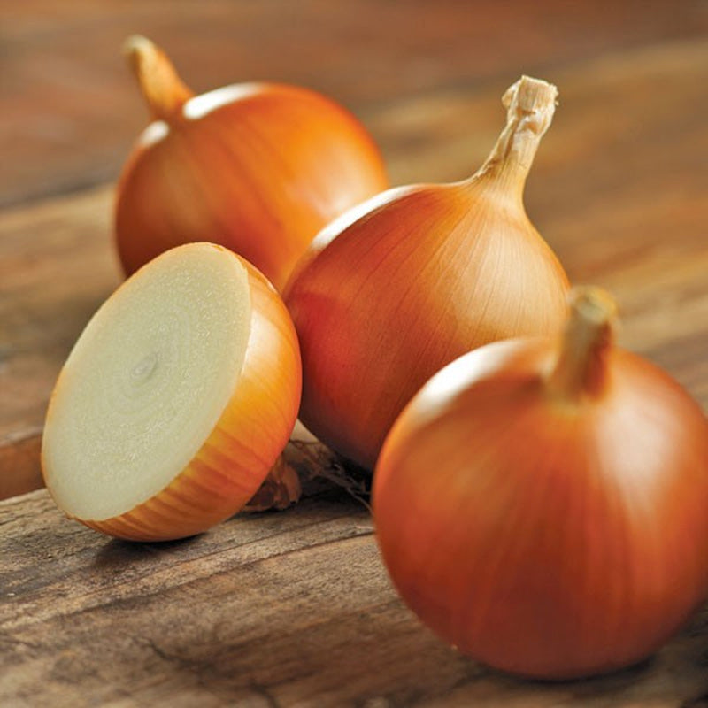 Trailblazer Onion Hybrid