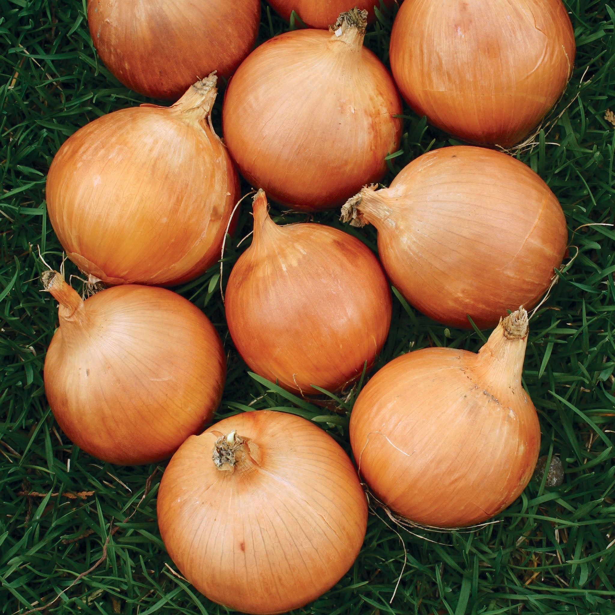 Lasalle Pelleted Onion Hybrid