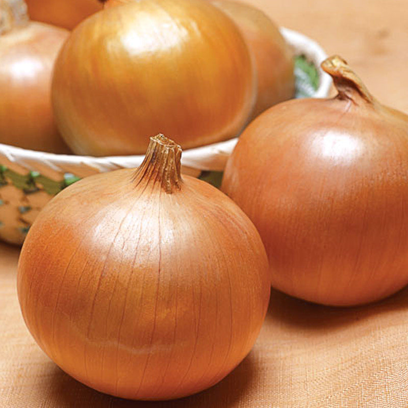 Trekker Onion Hybrid