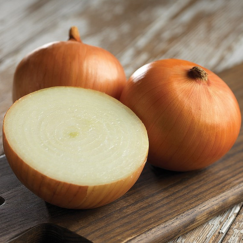 Traverse Pelleted Onion Hybrid