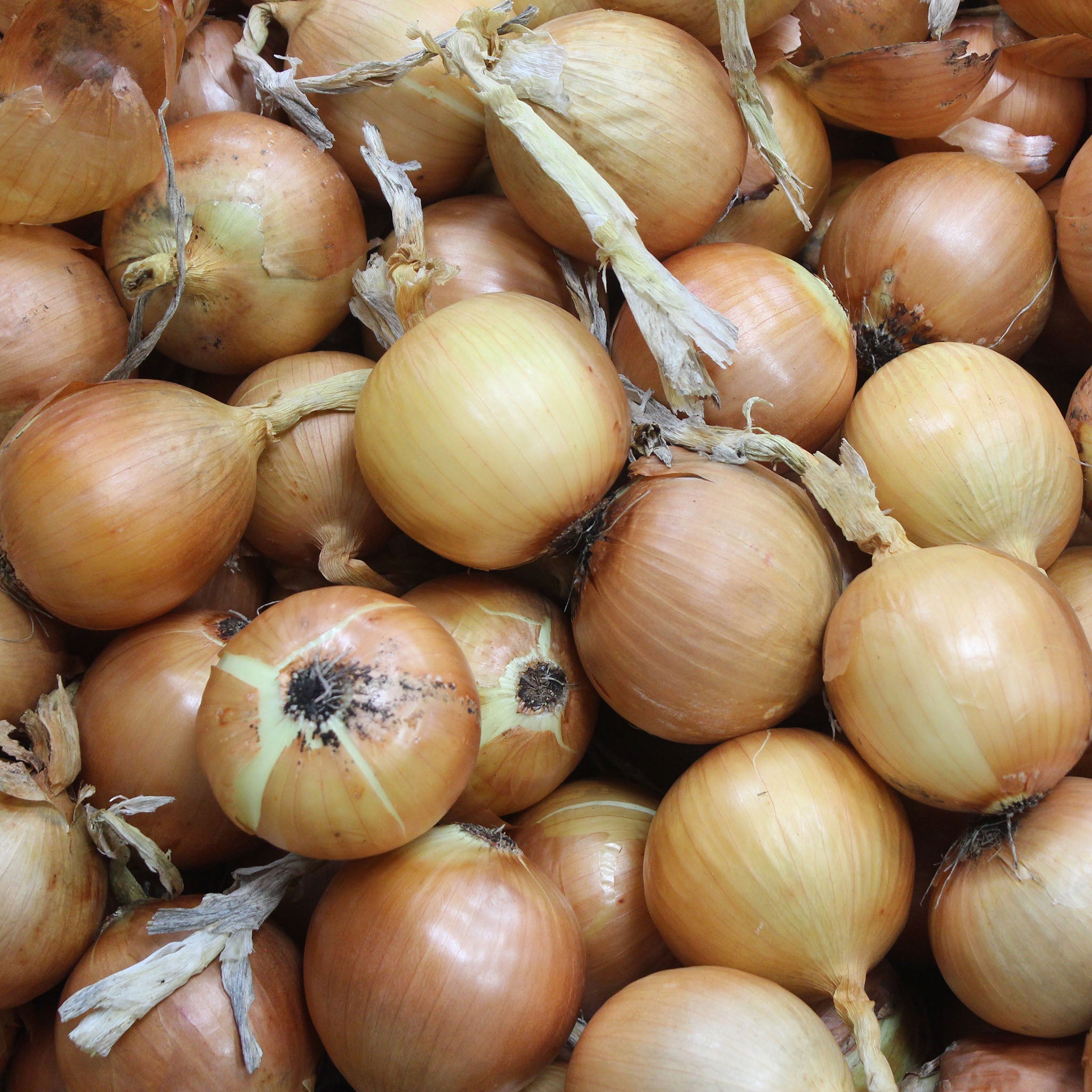 Saddleback Onion Hybrid