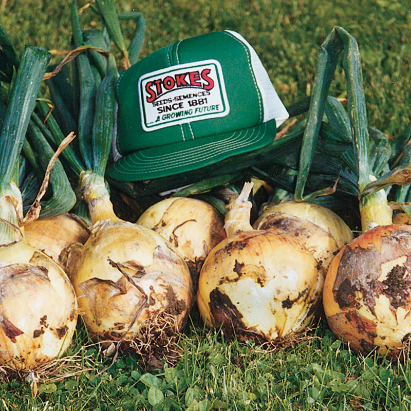 Riverside Sweet Spanish Utah Untreated Onion