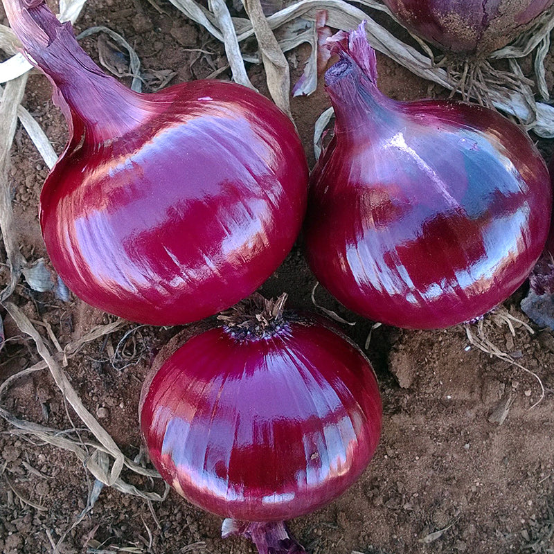 Monastrell Red Onion Hybrid
