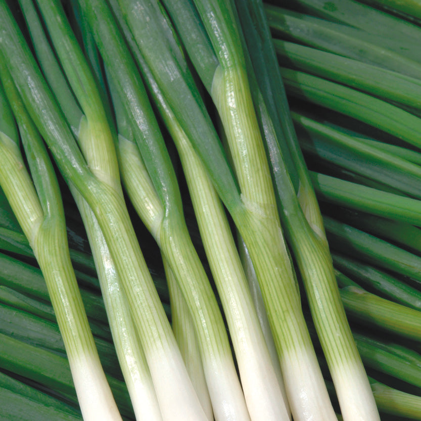 Green Banner Bunching Onion