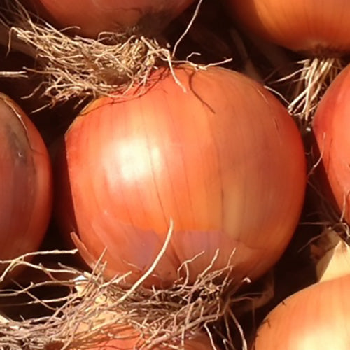Oloroso Onion Hybrid