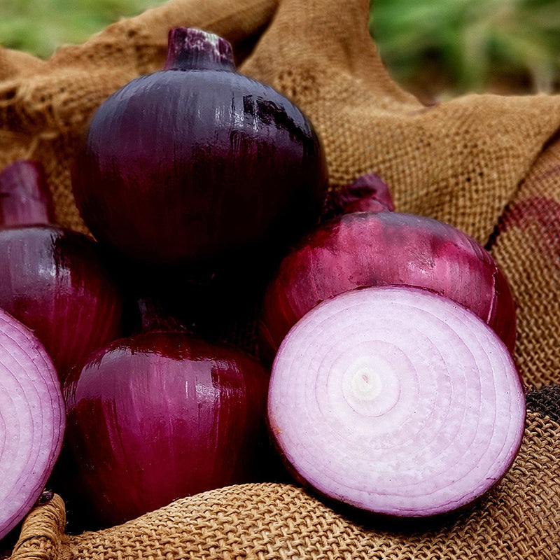 Barolo Red Onion Hybrid
