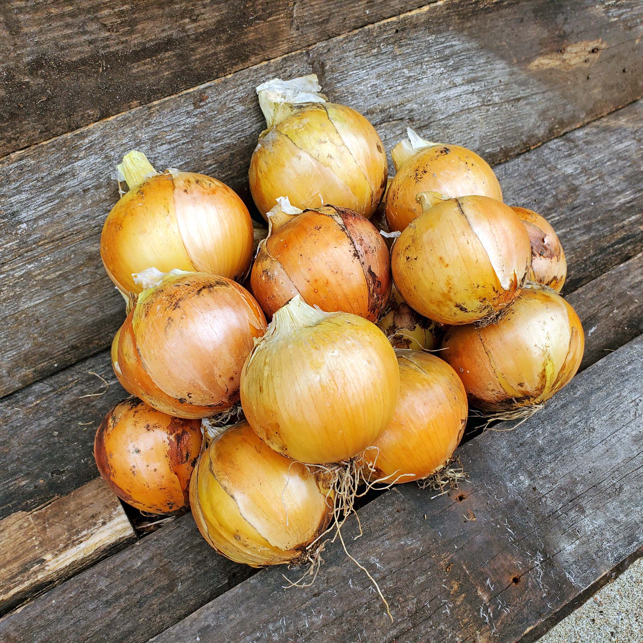 Overlook Onion Hybrid