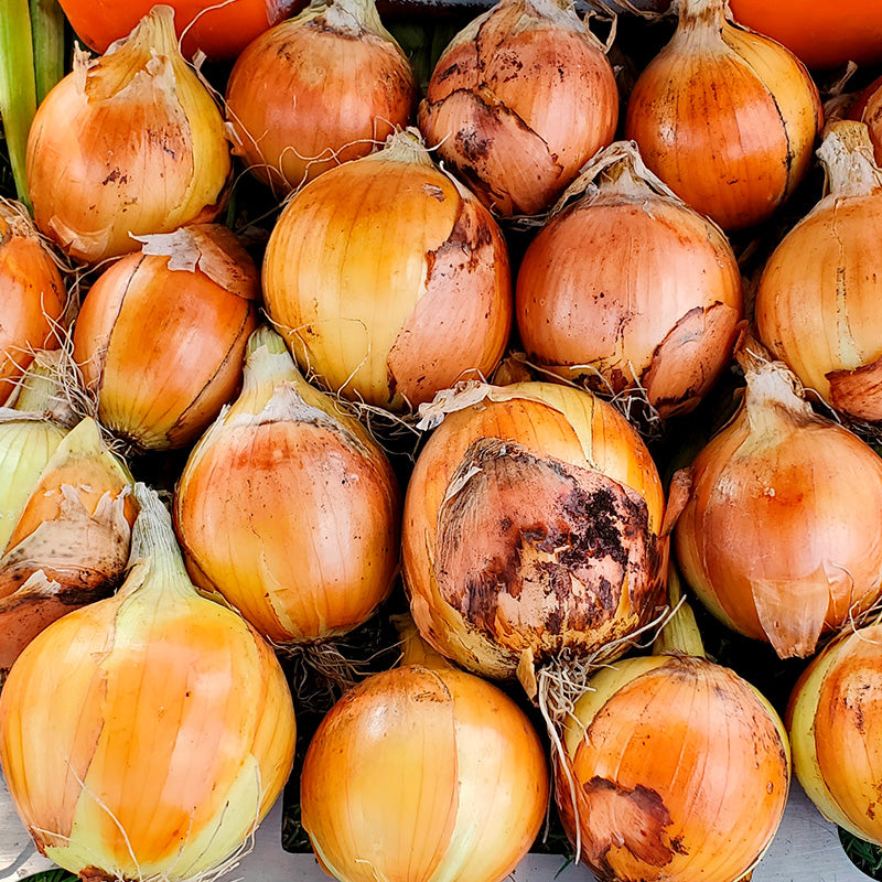 Switchback Onion Hybrid