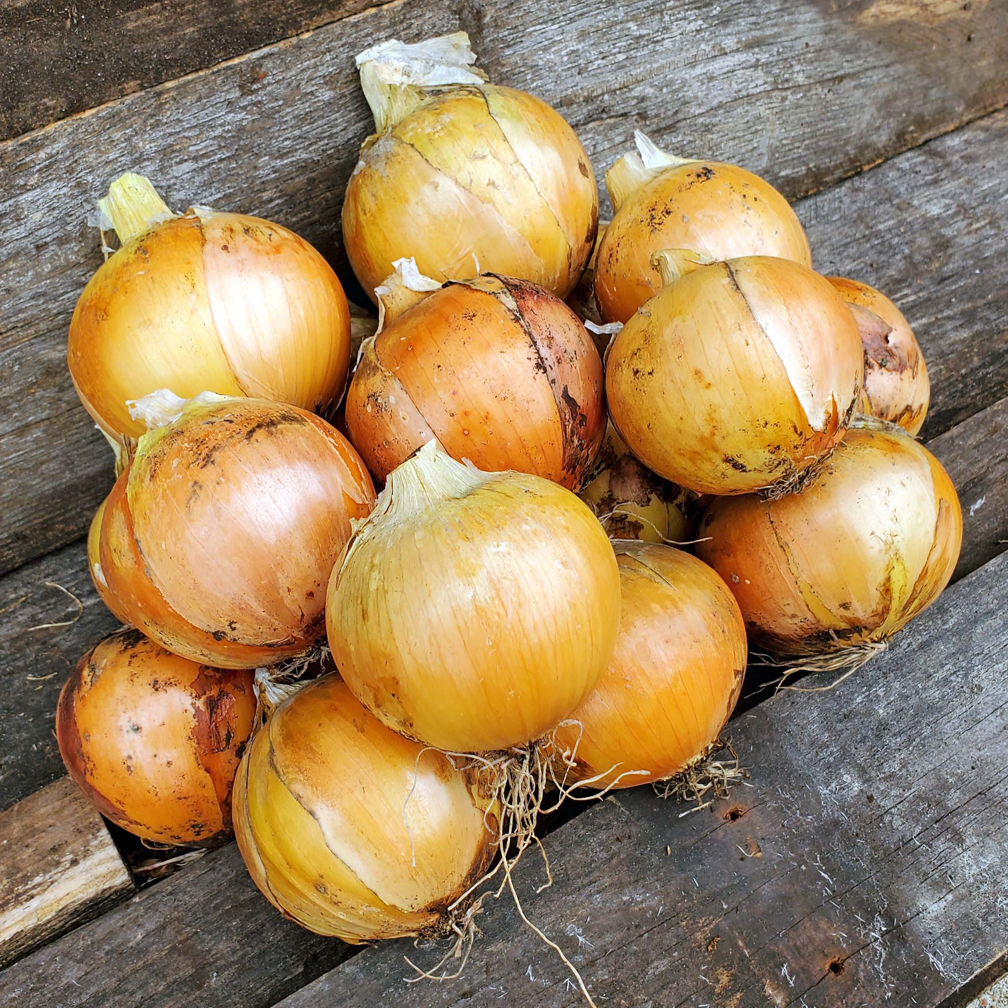 Glorioso Onion Hybrid