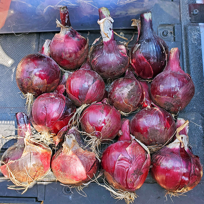 Red Garcia Onion Hybrid