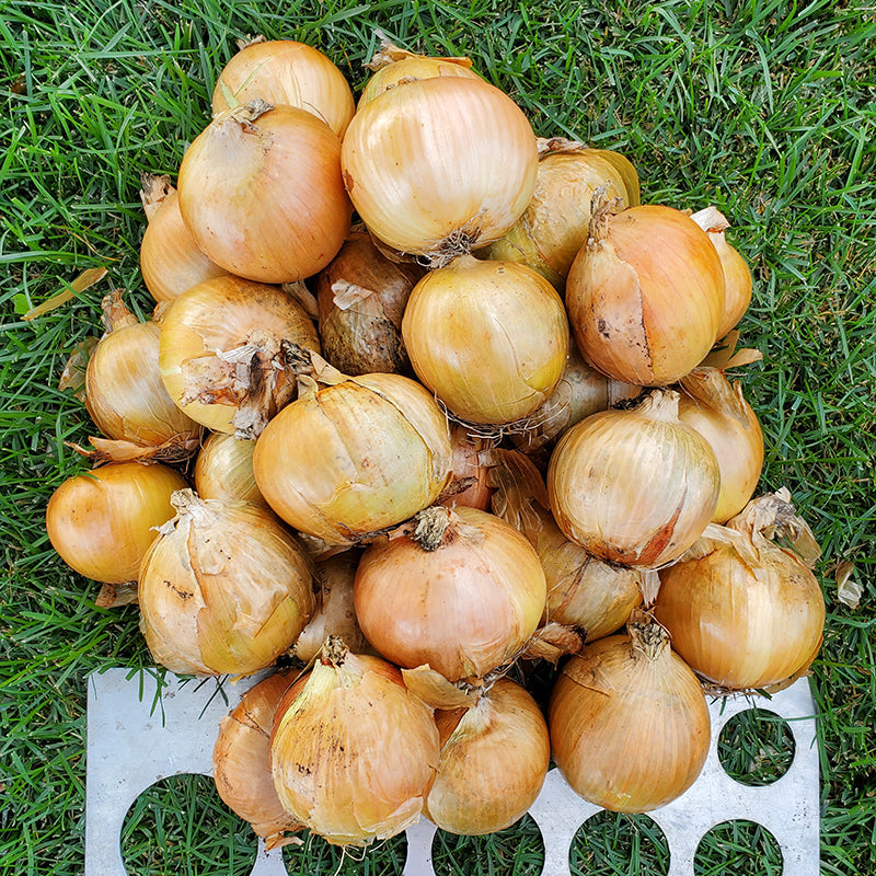 Killington Onion Hybrid