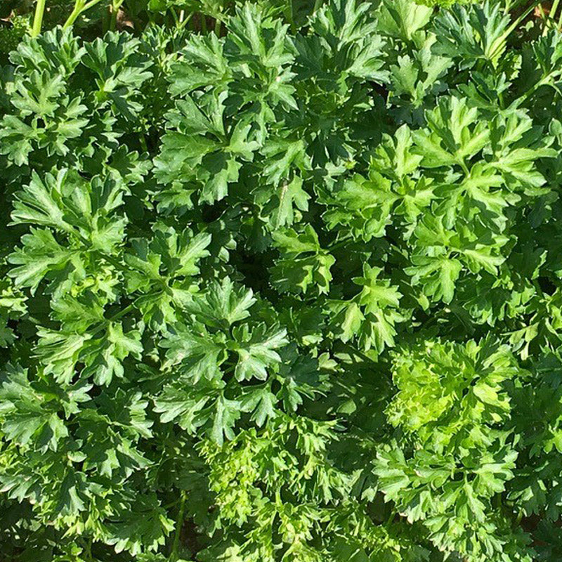 Forest Green Untreated Parsley