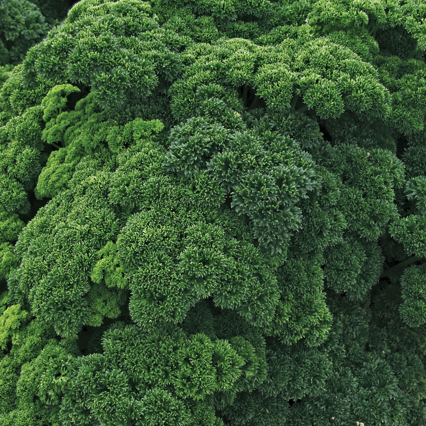 Darki Untreated Parsley