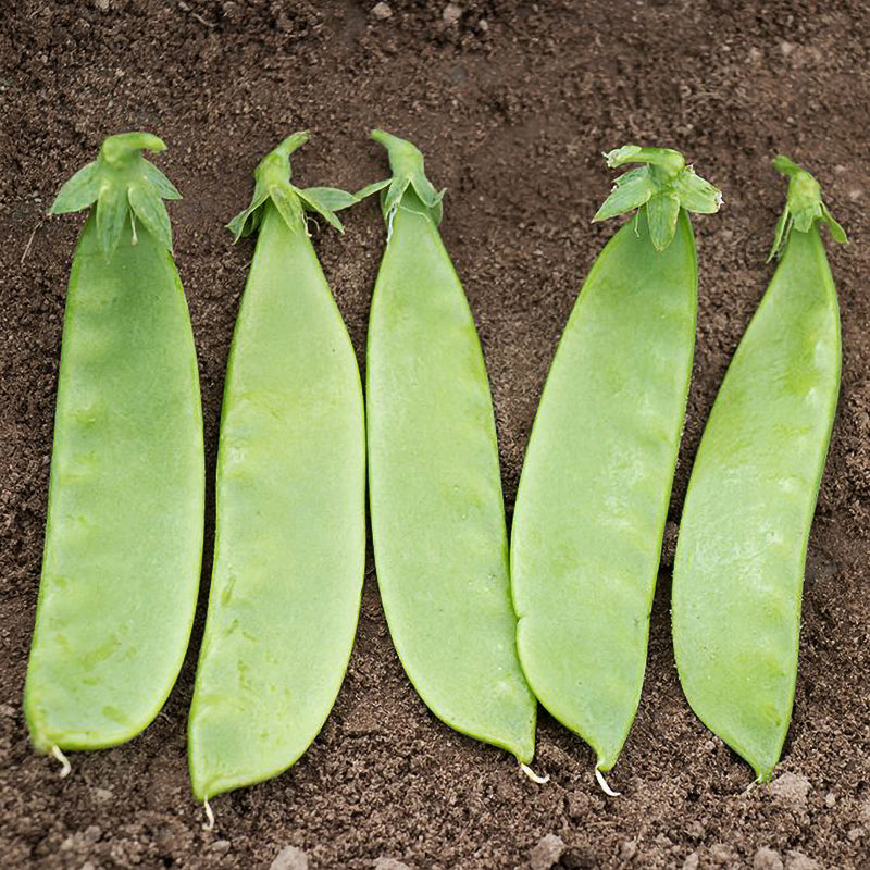 Oregon Giant Peas