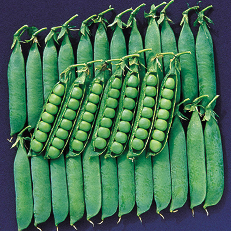 Spring Pease Spring Peas Seeds – Commercial Grade | Stokes Seeds – Stokes Seeds, Limited