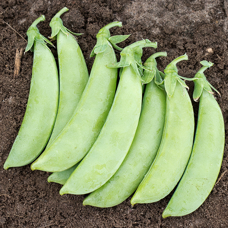Cascadia Peas